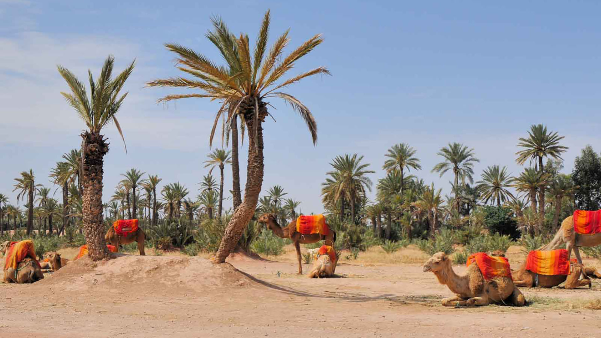 PASEO EN CAMELLO POR EL PALMERAL DE MARRAKECH