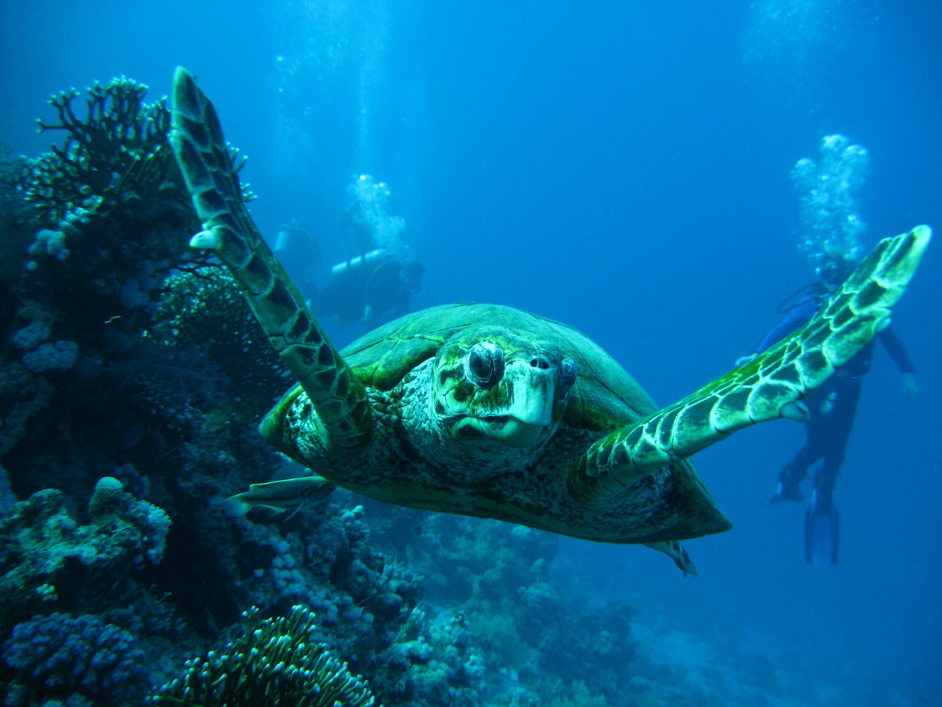 TURTLE TALES IN ZAKYNTHOS