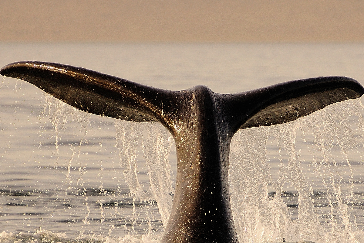 ÁREA DE AKUREYRI - AVISTAMIENTO DE BALLENAS - GLAUMBAER - BORGARNES