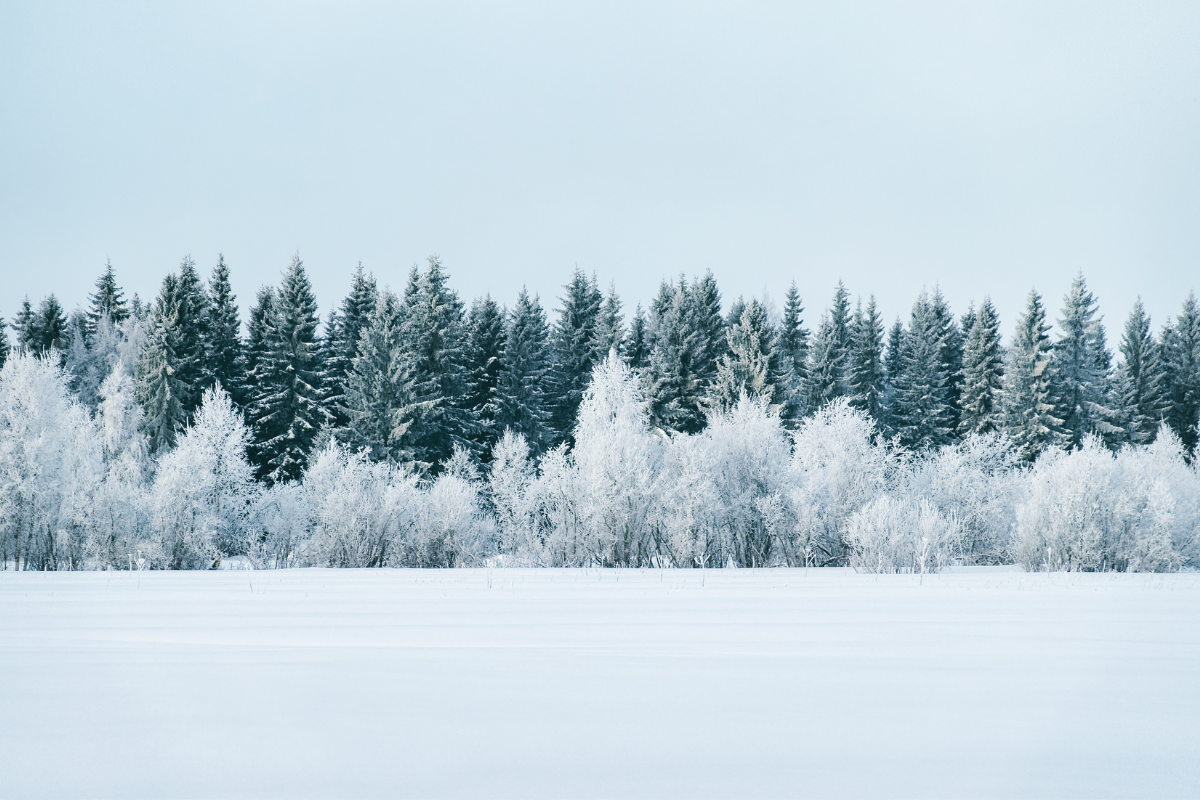 ARCTIC DREAM IN FINLAND