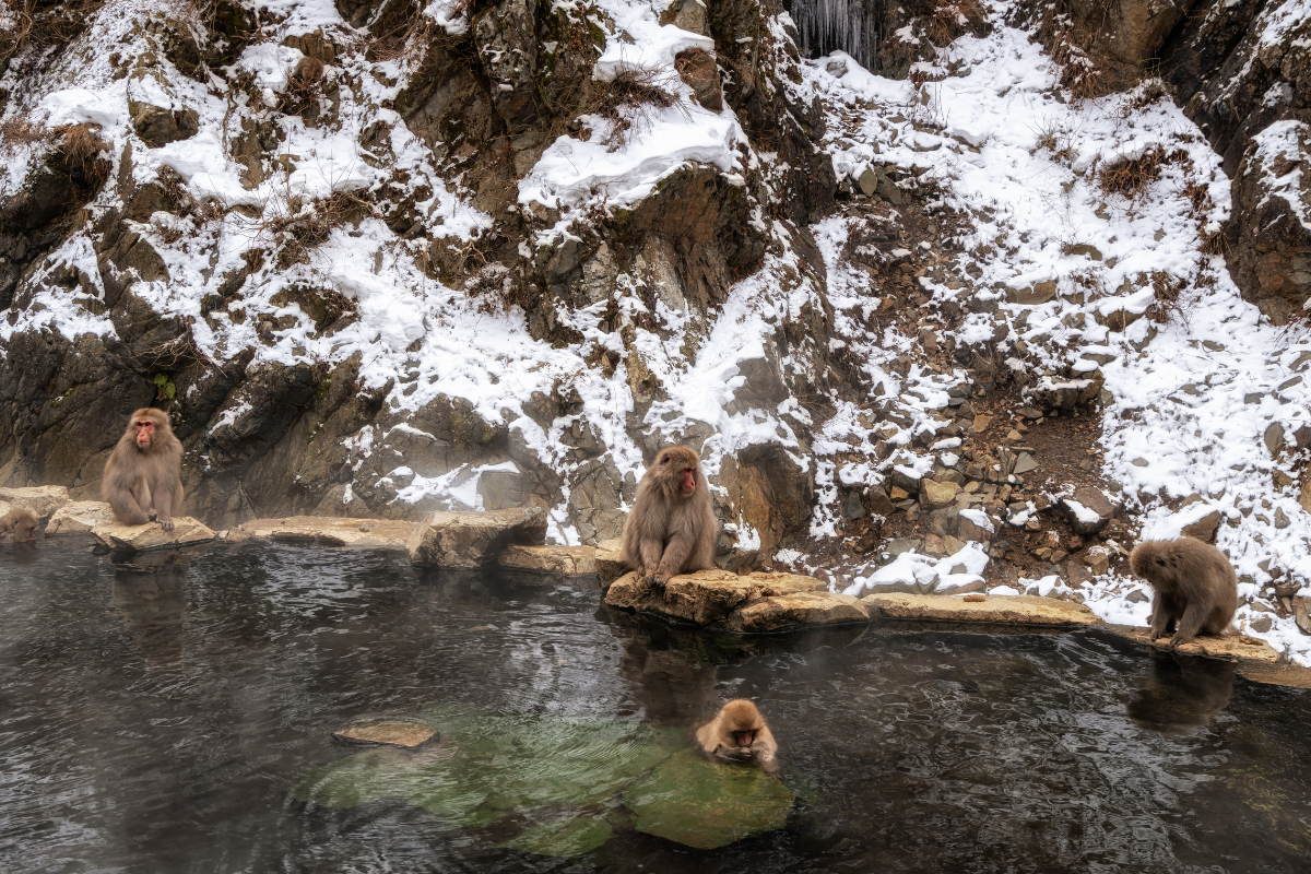 NAGANO - JIGOKUDANI MONKEY PARK  - KUSATSU - IKAHO
