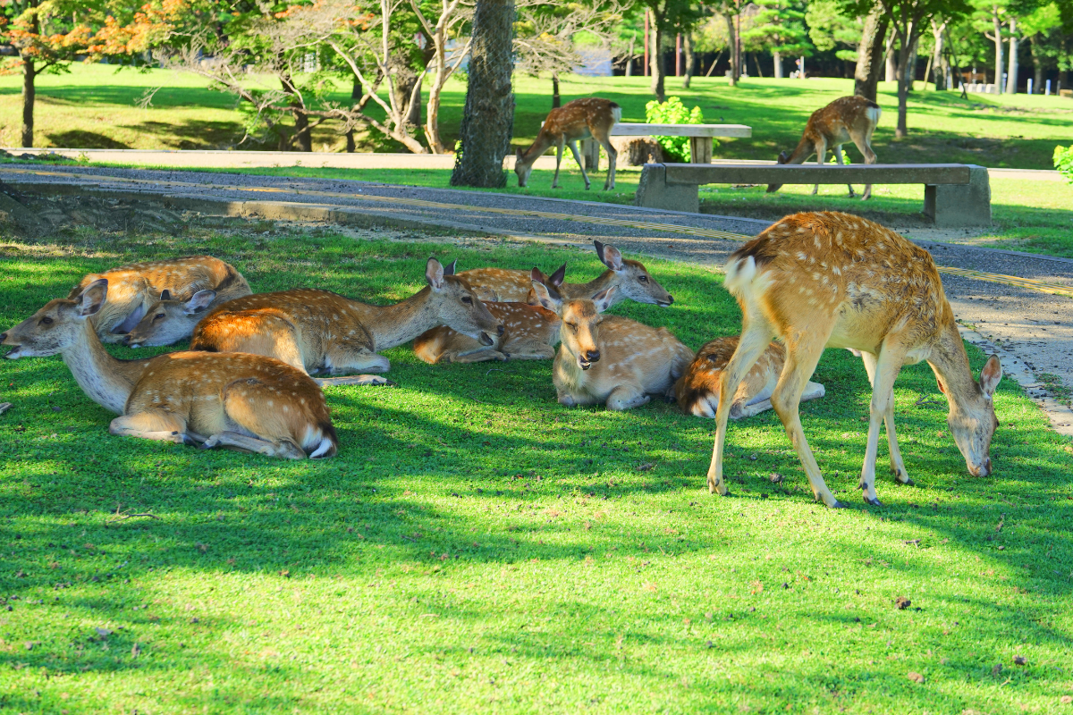 TOKIO - KIOTO - NARA - KIOTO