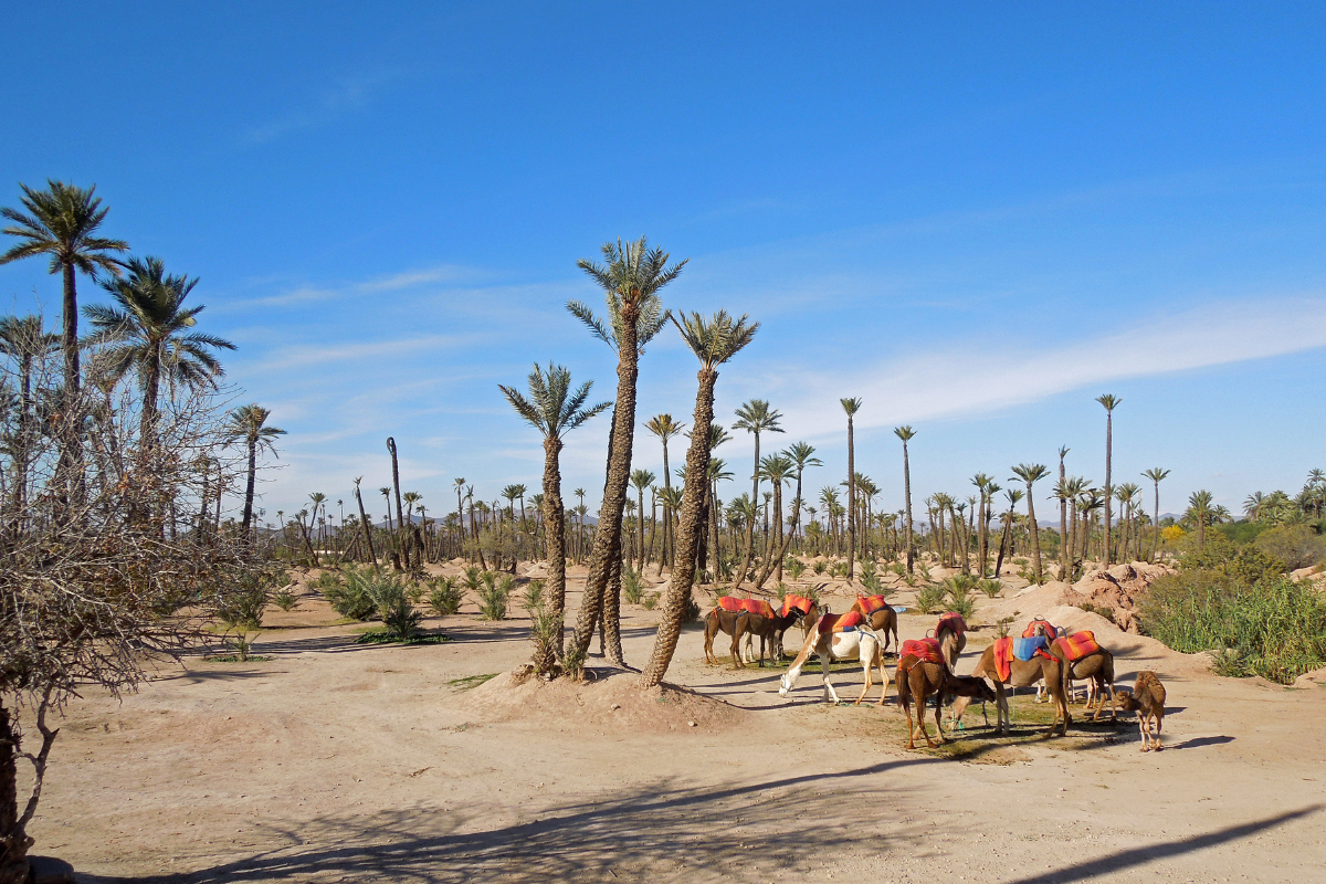 AVENTURA A CAMELLO EN MARRAKECH