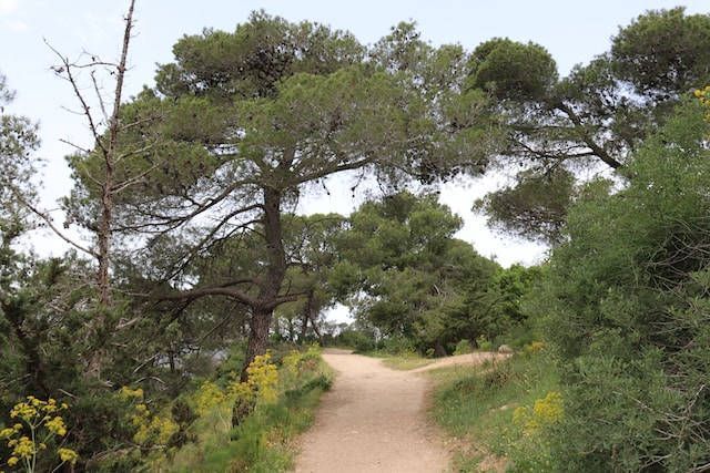 Sendero entre árboles en día de sol